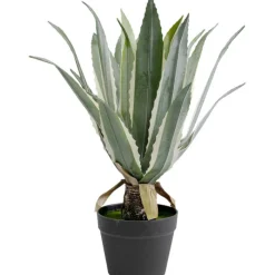 Plante décorative Agave 50cm>KARE Design Online