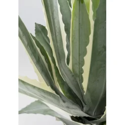 Plante décorative Agave 50cm>KARE Design Online