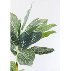 Plante décorative Calathea 140cm><noscript><img width=