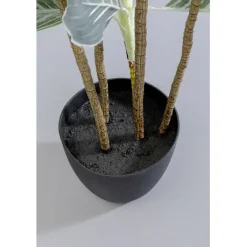 Plante décorative Calathea 140cm><noscript><img width=