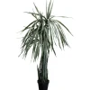 Plante décorative Dragon Tree 155cm>KARE Design Clearance