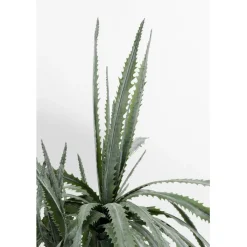 Plante décorative Dragon Tree 155cm>KARE Design Clearance