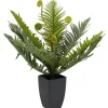 Plante décorative Farn 55cm>KARE Design Sale