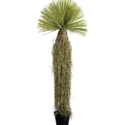 Plante décorative Yucca Rostrata 180cm>KARE Design Clearance